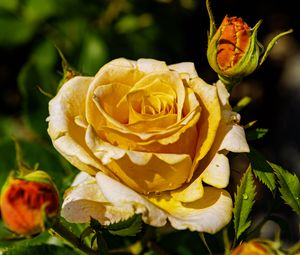 Preview wallpaper rose, petals, drops, plant, flower, macro