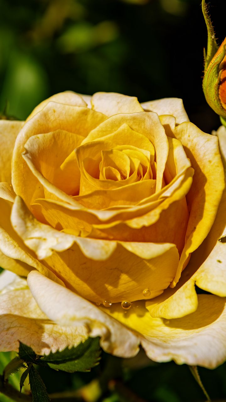 720x1280 Wallpaper rose, petals, drops, plant, flower, macro