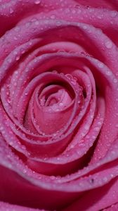 Preview wallpaper rose, petals, drops, wet