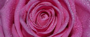 Preview wallpaper rose, petals, drops, wet