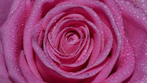 Preview wallpaper rose, petals, drops, wet