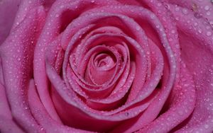 Preview wallpaper rose, petals, drops, wet