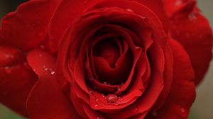Preview wallpaper rose, petals, drops, macro, red