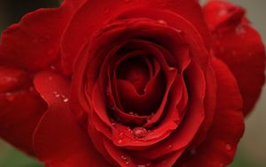 Preview wallpaper rose, petals, drops, macro, red