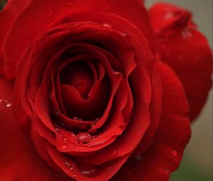 Preview wallpaper rose, petals, drops, macro, red