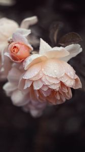 Preview wallpaper rose, petals, drops, wet, pink