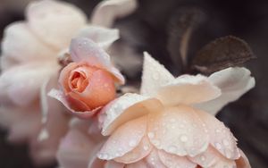 Preview wallpaper rose, petals, drops, wet, pink