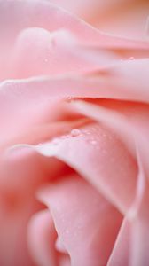 Preview wallpaper rose, petals, drops, macro, pink