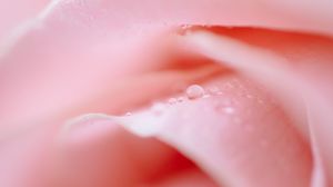 Preview wallpaper rose, petals, drops, macro, pink