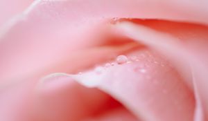 Preview wallpaper rose, petals, drops, macro, pink