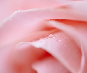 Preview wallpaper rose, petals, drops, macro, pink