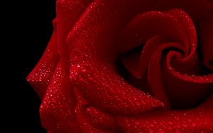 Preview wallpaper rose, petals, drops, wet, macro, red