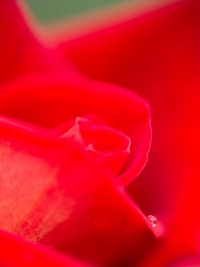 Preview wallpaper rose, petals, drops, water, flowers, macro