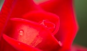 Preview wallpaper rose, petals, drops, water, flowers, macro