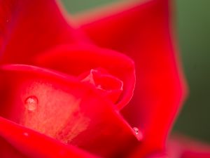 Preview wallpaper rose, petals, drops, water, flowers, macro