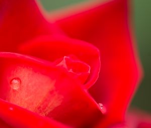 Preview wallpaper rose, petals, drops, water, flowers, macro