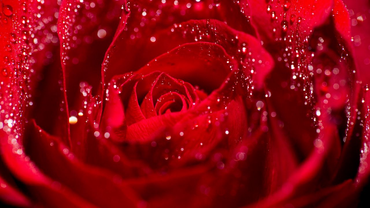 Wallpaper rose, petals, drops, water, macro, red
