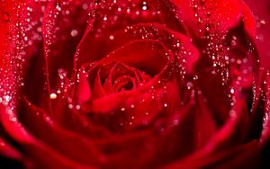 Preview wallpaper rose, petals, drops, water, macro, red