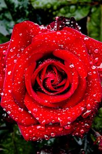 Preview wallpaper rose, petals, drops, leaves, flower, macro