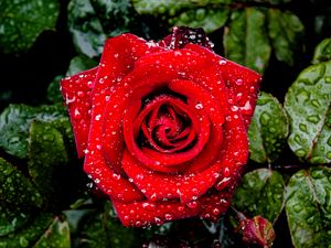 Preview wallpaper rose, petals, drops, leaves, flower, macro