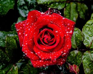 Preview wallpaper rose, petals, drops, leaves, flower, macro