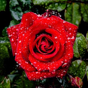 Preview wallpaper rose, petals, drops, leaves, flower, macro