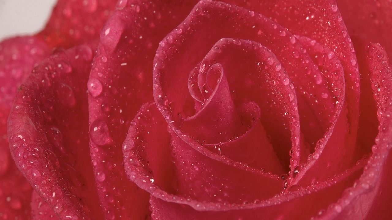 Wallpaper rose, petals, drops, bright