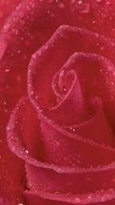 Preview wallpaper rose, petals, drops, bright