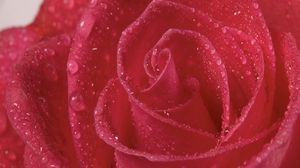 Preview wallpaper rose, petals, drops, bright