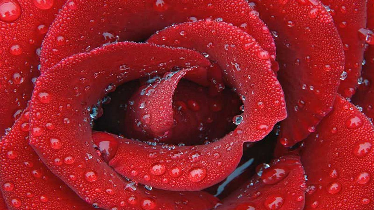Wallpaper rose, petals, drops, surface