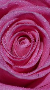 Preview wallpaper rose, petals, drops, bud