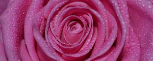 Preview wallpaper rose, petals, drops, bud