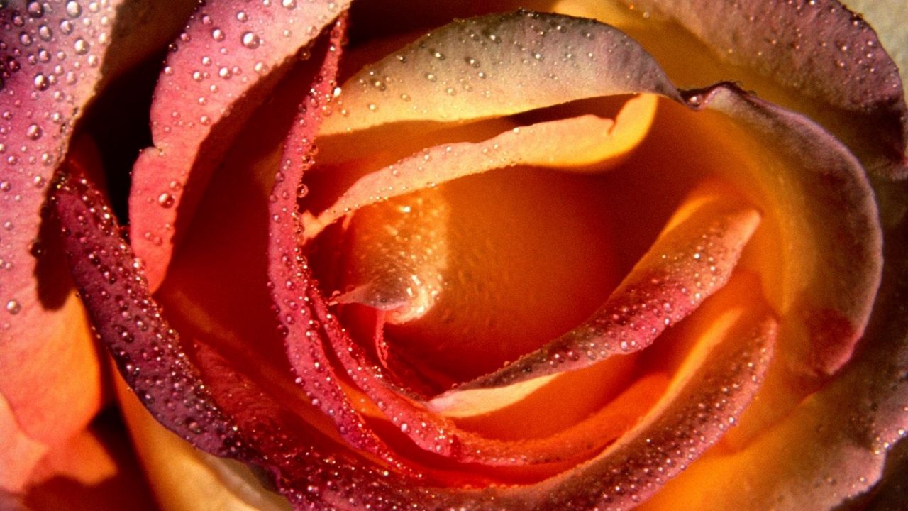 Wallpaper rose, petals, drops, flower