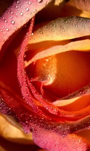 Preview wallpaper rose, petals, drops, flower