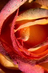 Preview wallpaper rose, petals, drops, flower