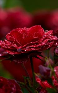 Preview wallpaper rose, petals, drops, dew, red, flower