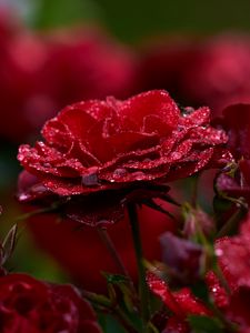 Preview wallpaper rose, petals, drops, dew, red, flower