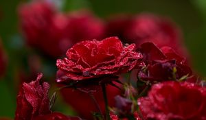 Preview wallpaper rose, petals, drops, dew, red, flower