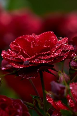 320x480 Wallpaper rose, petals, drops, dew, red, flower