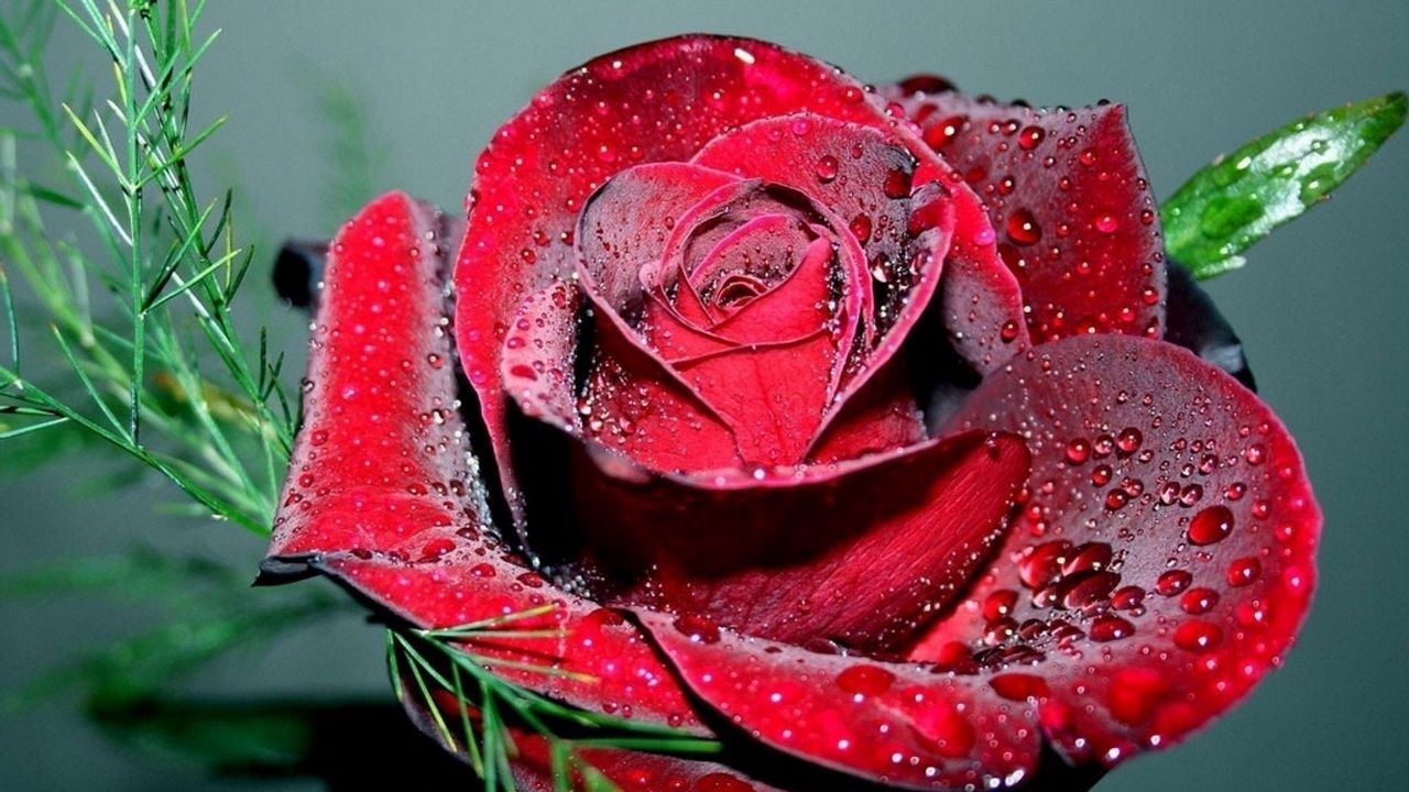 Wallpaper rose, petals, drops, bright, scarlet