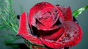 Preview wallpaper rose, petals, drops, bright, scarlet