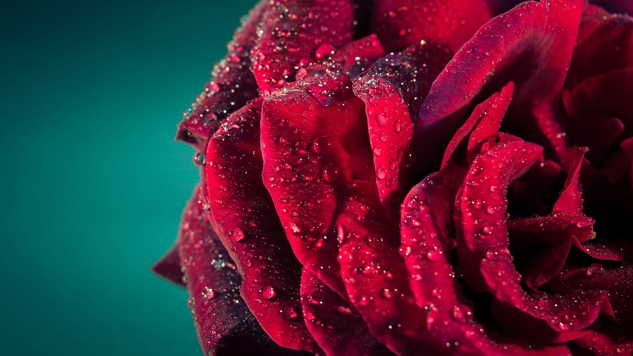 Wallpaper rose, petals, drops, macro