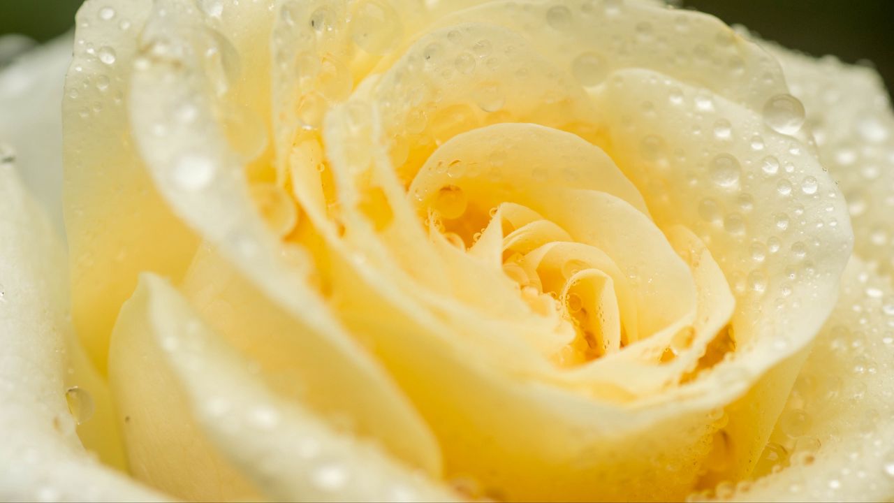 Wallpaper rose, petals, drops, macro, light