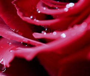 Preview wallpaper rose, petals, drops, dew