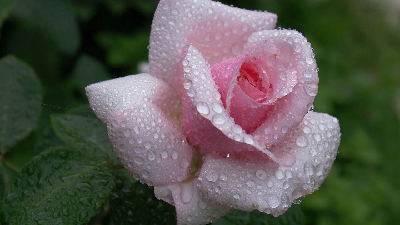 Wallpaper rose, petals, drops, dew