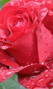 Preview wallpaper rose, petals, drops