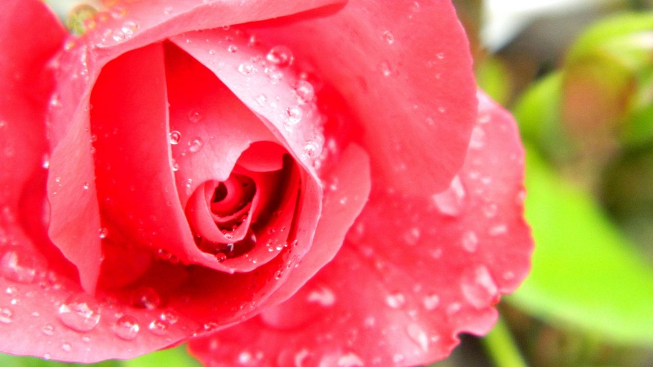 Wallpaper rose, petals, drops, red