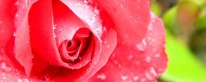 Preview wallpaper rose, petals, drops, red