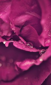 Preview wallpaper rose, petals, drops, wet, macro