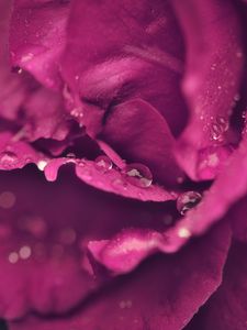 Preview wallpaper rose, petals, drops, wet, macro